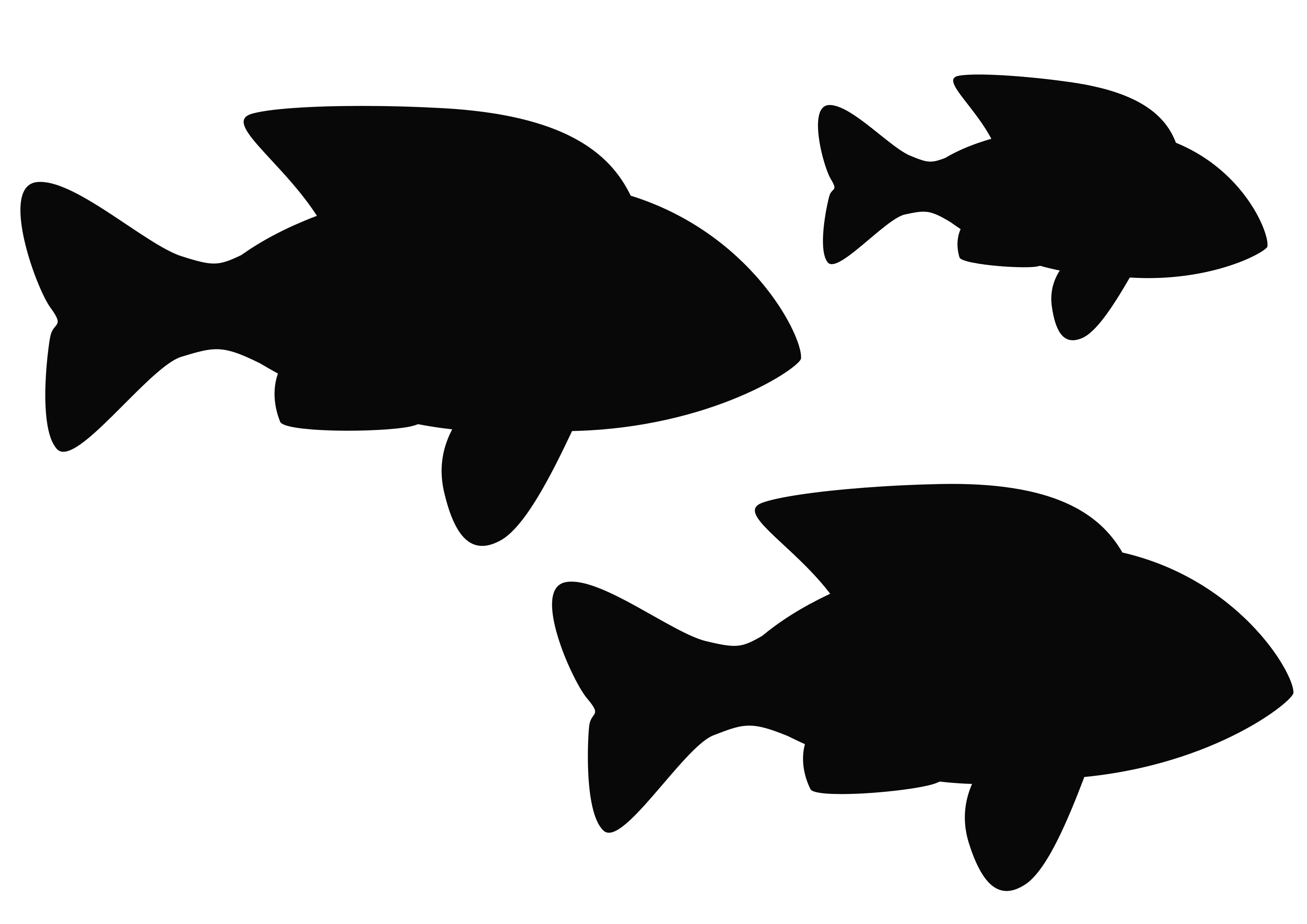 many fish silhouette